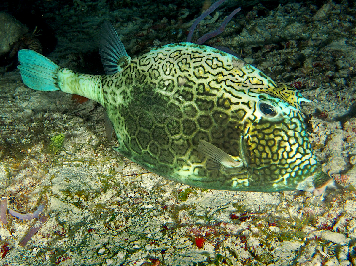 Cowfish Acanthostracion polygonius Cozumel, Mexico