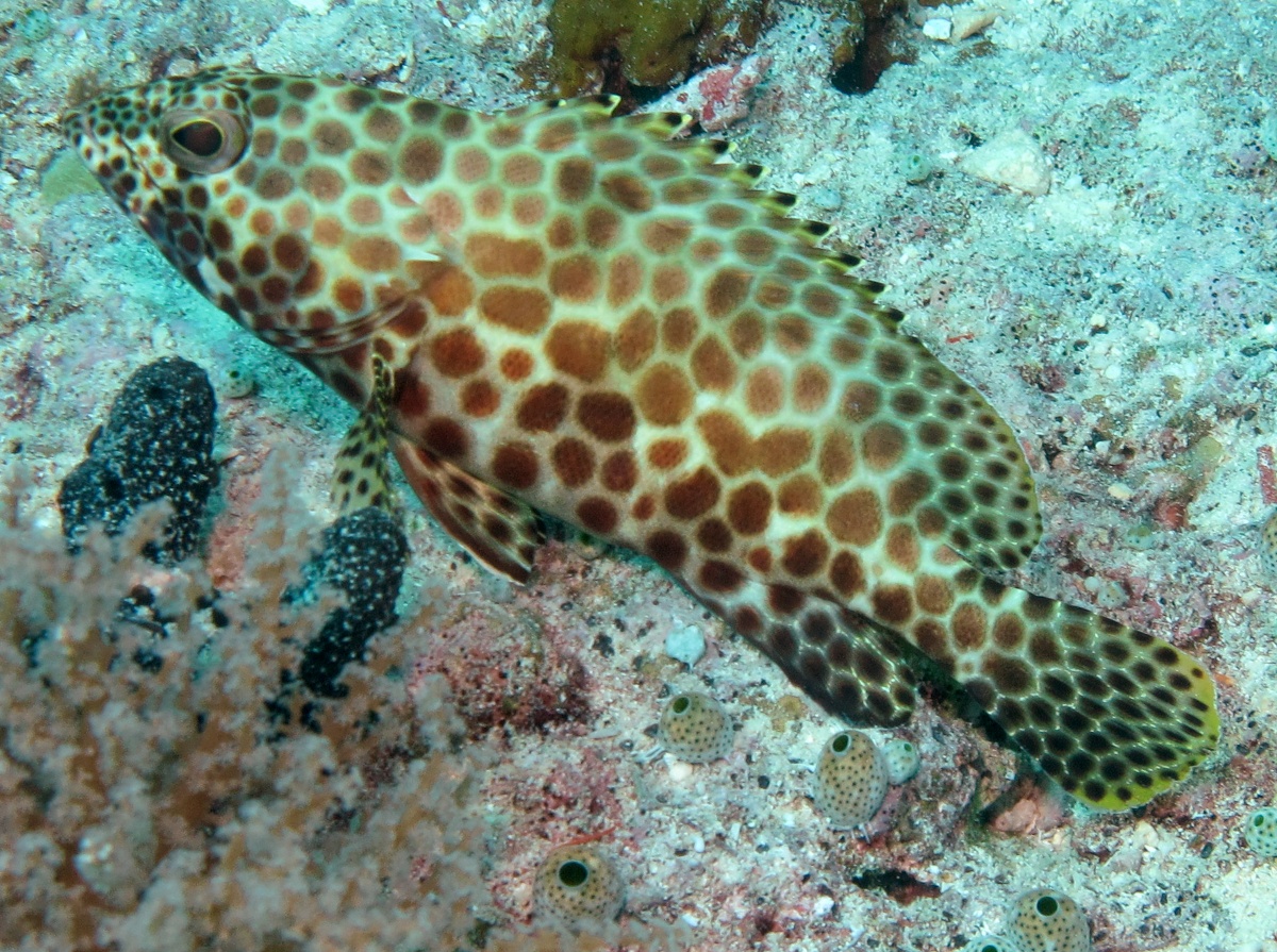 Honeycomb Grouper - Epinephelus merra - Palau - Photo 1 - Tropical Reefs