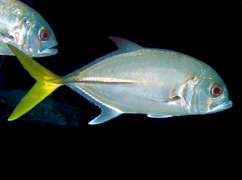 Caranx latus (Horseeye jack)