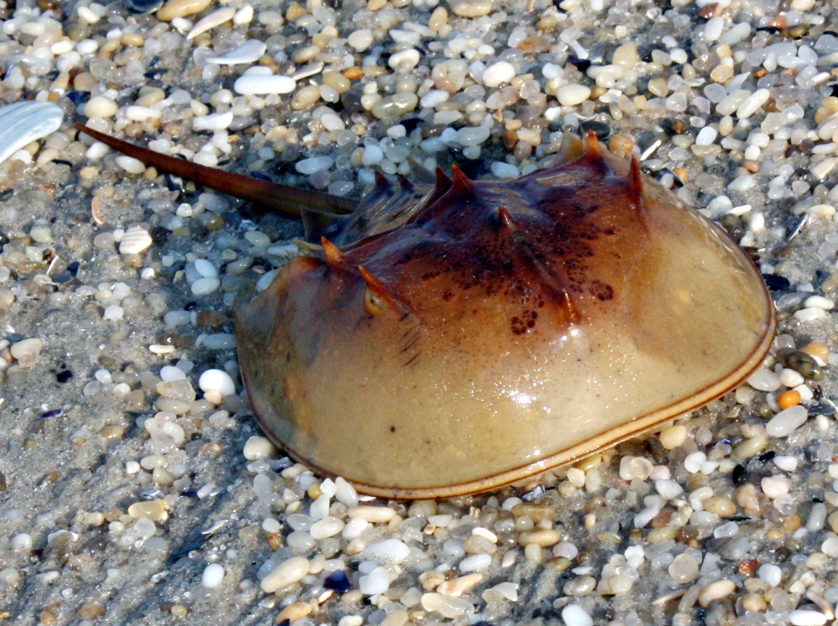 Horseshoe Crab Limulus polyphemus Delaware Bay Photo 2