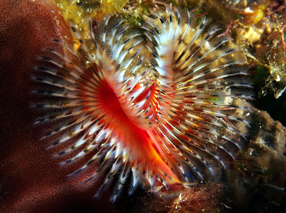 Star Horseshoe Worm Pomatostegus stellatus Cozumel, Mexico Photo