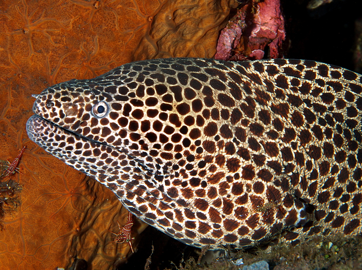 Laced Moray Eel Gymnothorax favagineus Bali, Indonesia Photo 3