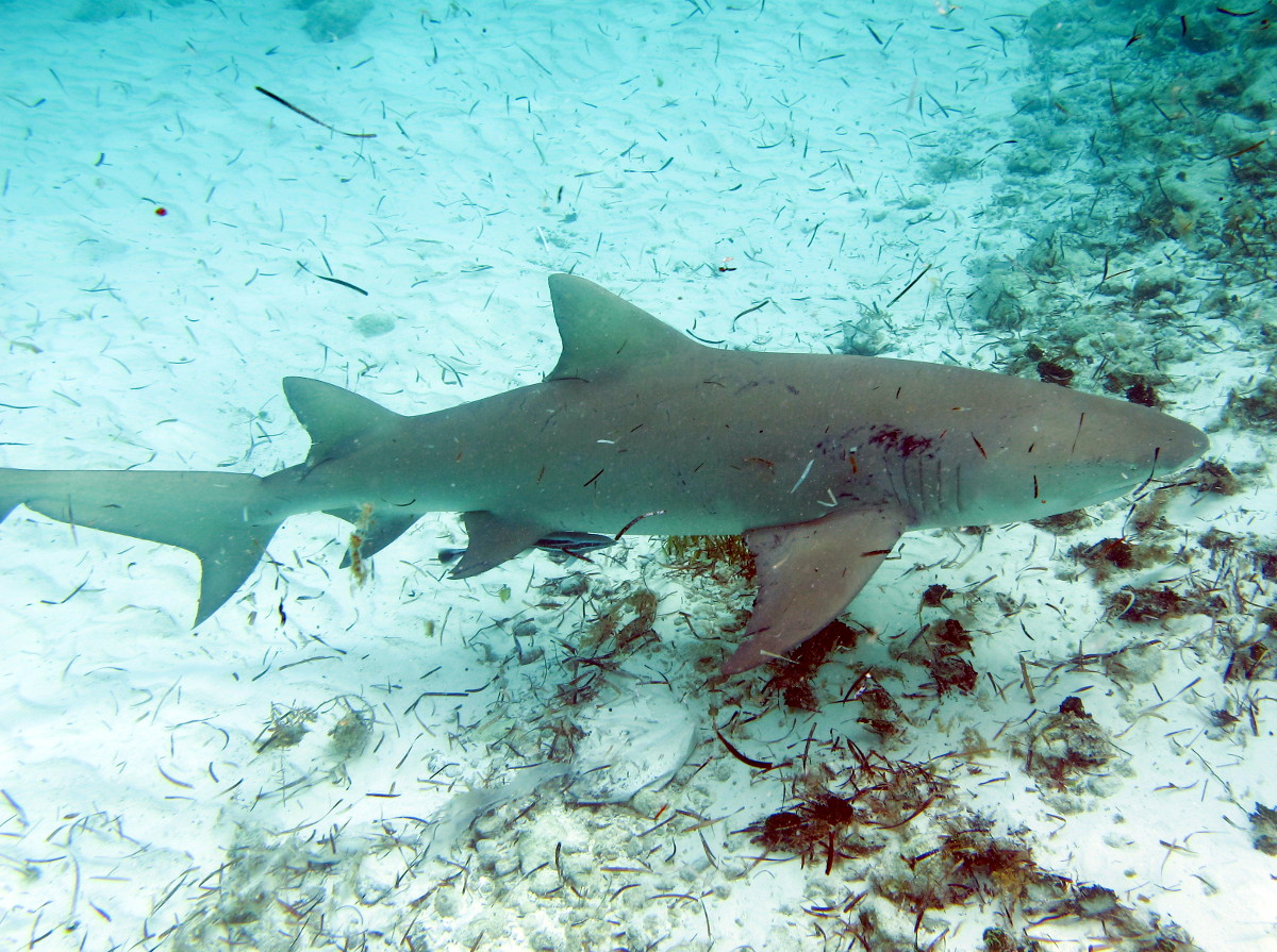 Lemon Shark Negaprion brevirostris The Exumas, Bahamas Photo 1 Caribbean Reefs