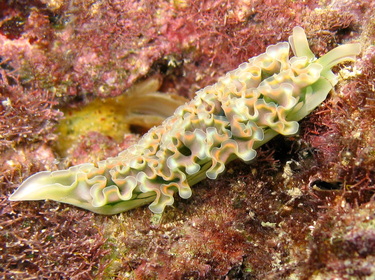 Lettuce Sea Slug Elysia crispata Grand Cayman Photo 7 Caribbean