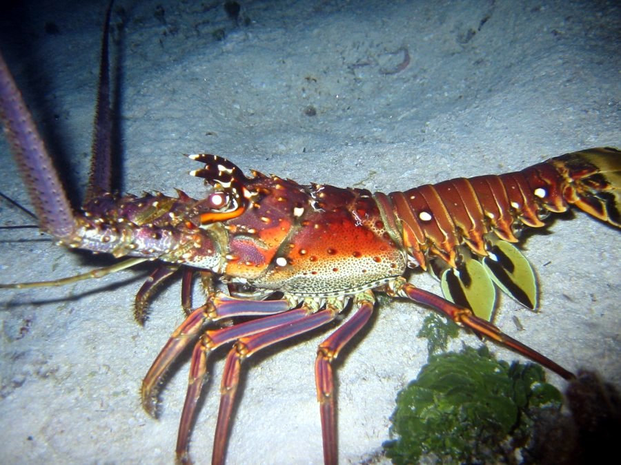 Caribbean Spiny Lobster Panulirus argus Cozumel, Mexico Photo 1 Tropical Reefs