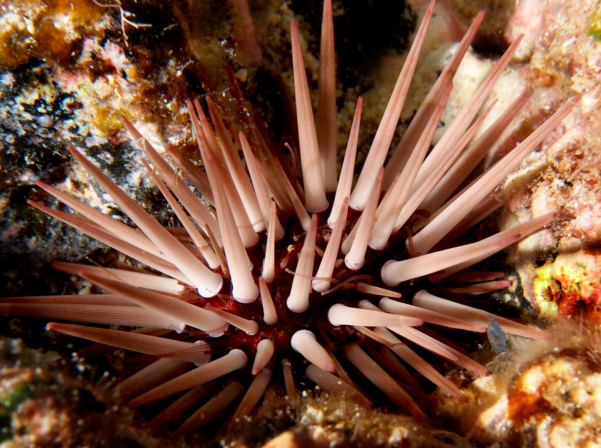 Pale RockBoring Urchin Echinometra mathaei Big Island, Hawaii