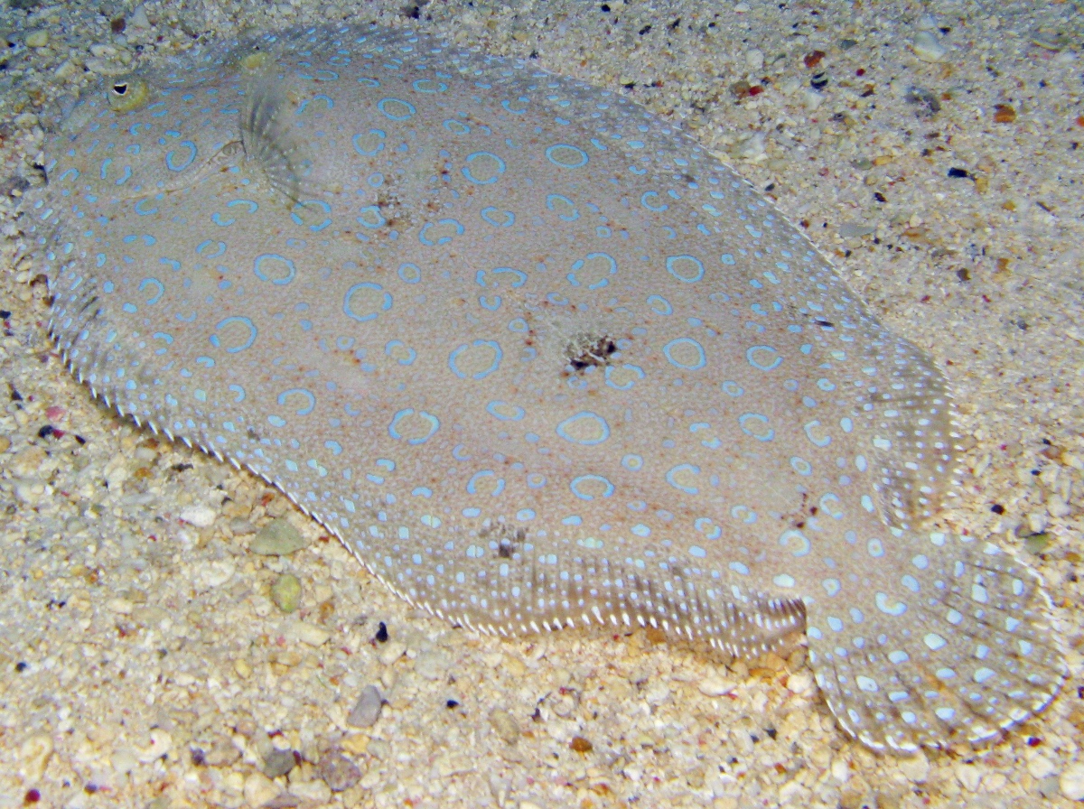Peacock Flounder Bothus lunatus Grand Cayman Photo 5 Caribbean