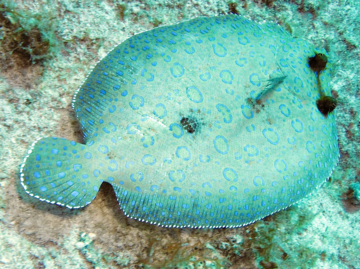 Peacock Flounder Bothus lunatus Grand Cayman Photo 7 Tropical Reefs