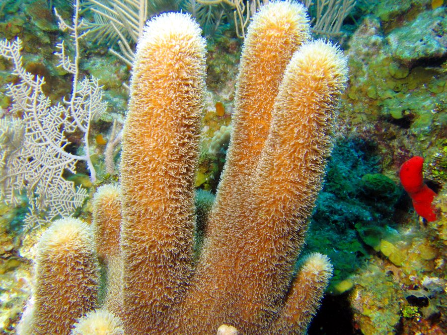 Pillar Coral Dendrogyra cylindrus Roatan, Honduras Photo 1 Tropical Reefs