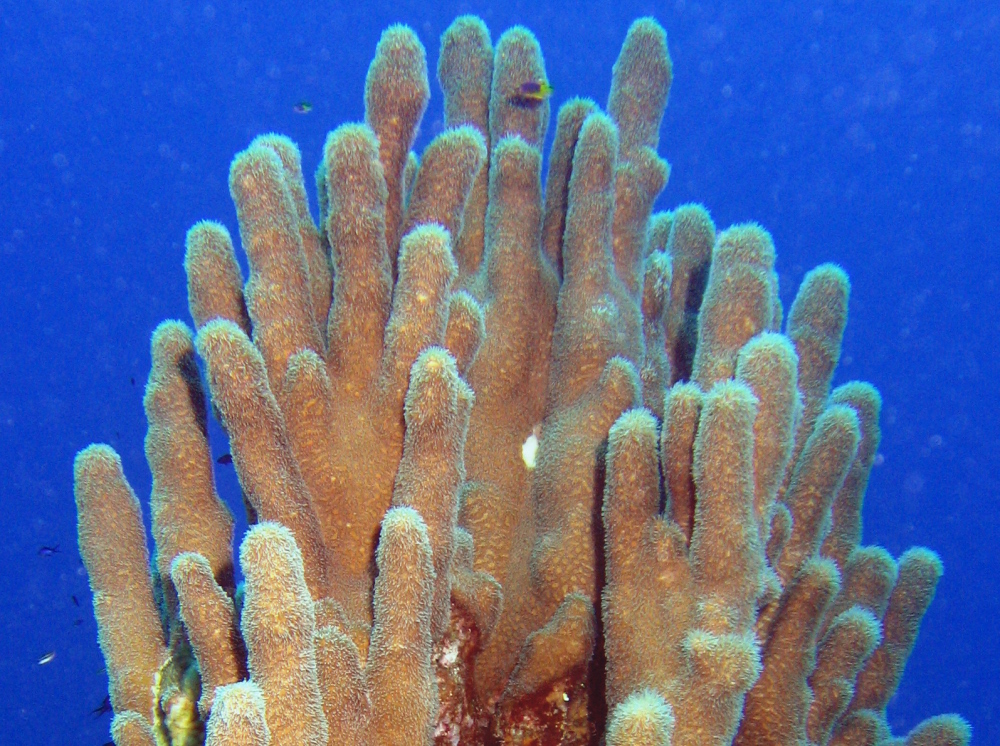 Pillar Coral Dendrogyra cylindrus Turks and Caicos Photo 3 Caribbean Reefs