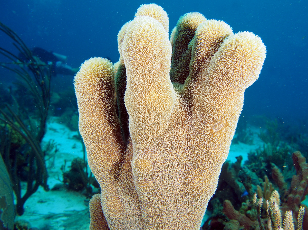 Pillar Coral Dendrogyra cylindrus The Exumas, Bahamas Photo 5 Tropical Reefs