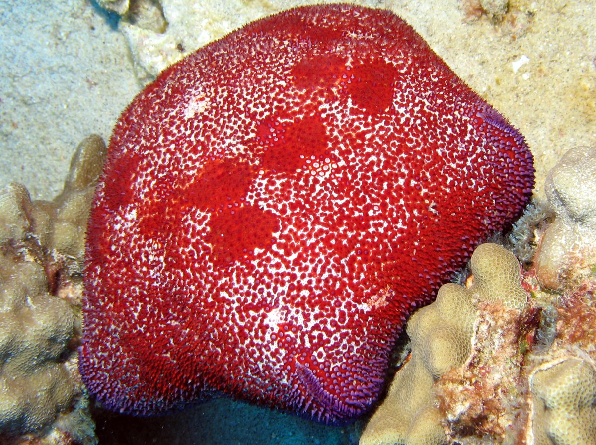 Pin Cushion Sea Star Culcita novaeguineae Big Island, Hawaii