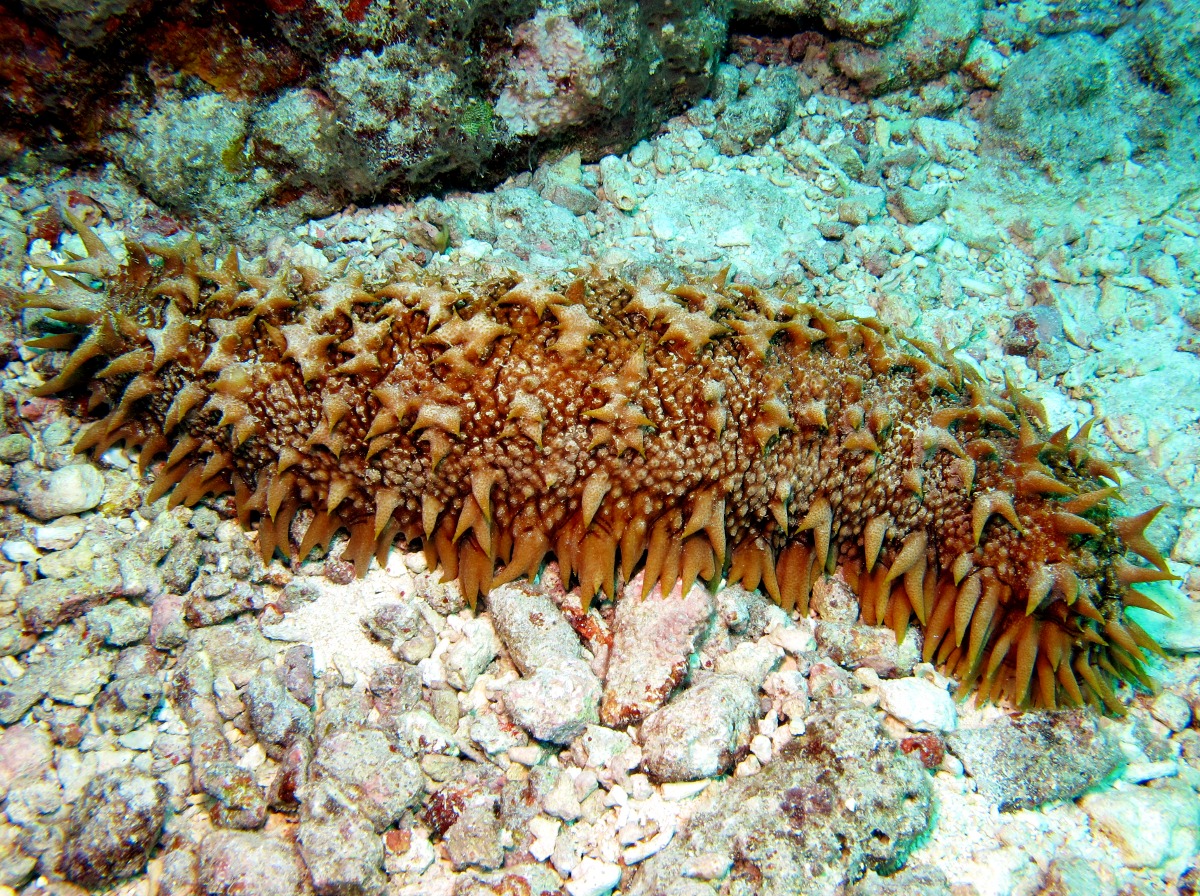 Pineapple Sea Cucumber Thelenota ananas Yap, Micronesia Photo 3