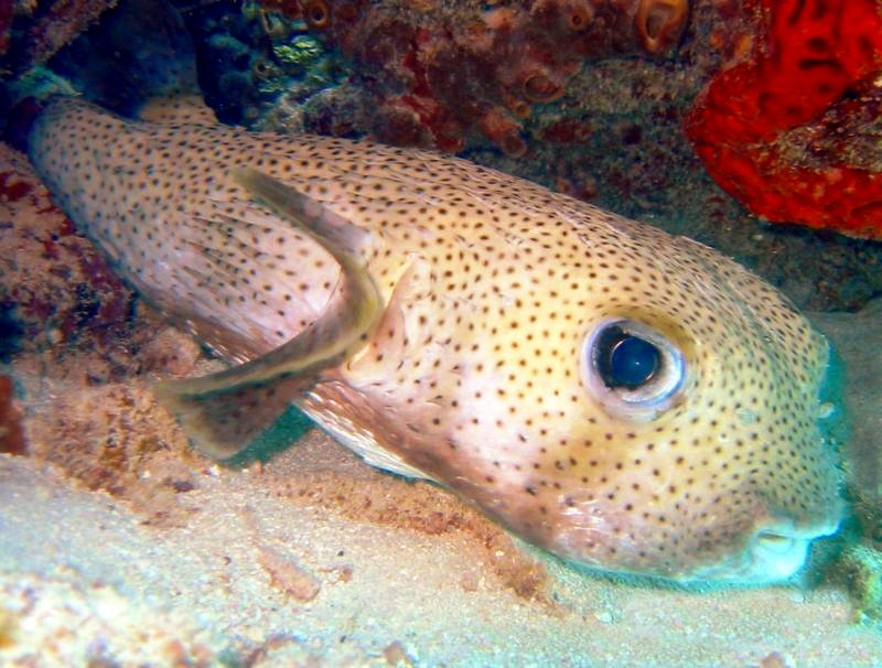 Porcupinefish Diodon hystrix Key West, Florida Photo 3