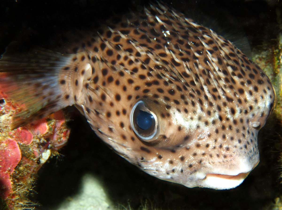 Porcupinefish Diodon hystrix Big Island, Hawaii Photo 9