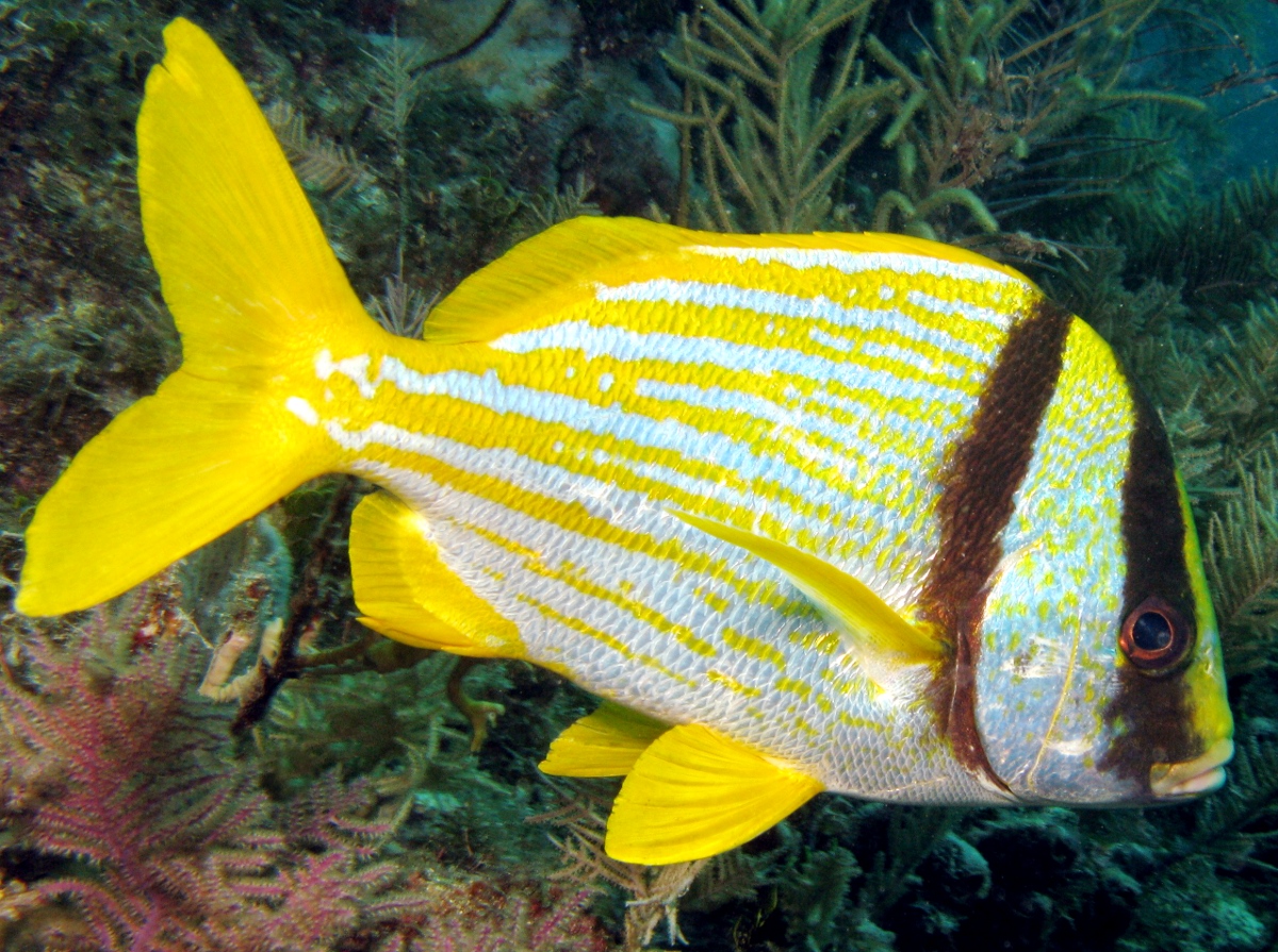 Porkfish Anisotremus virginicus Key Largo, Florida Photo 1