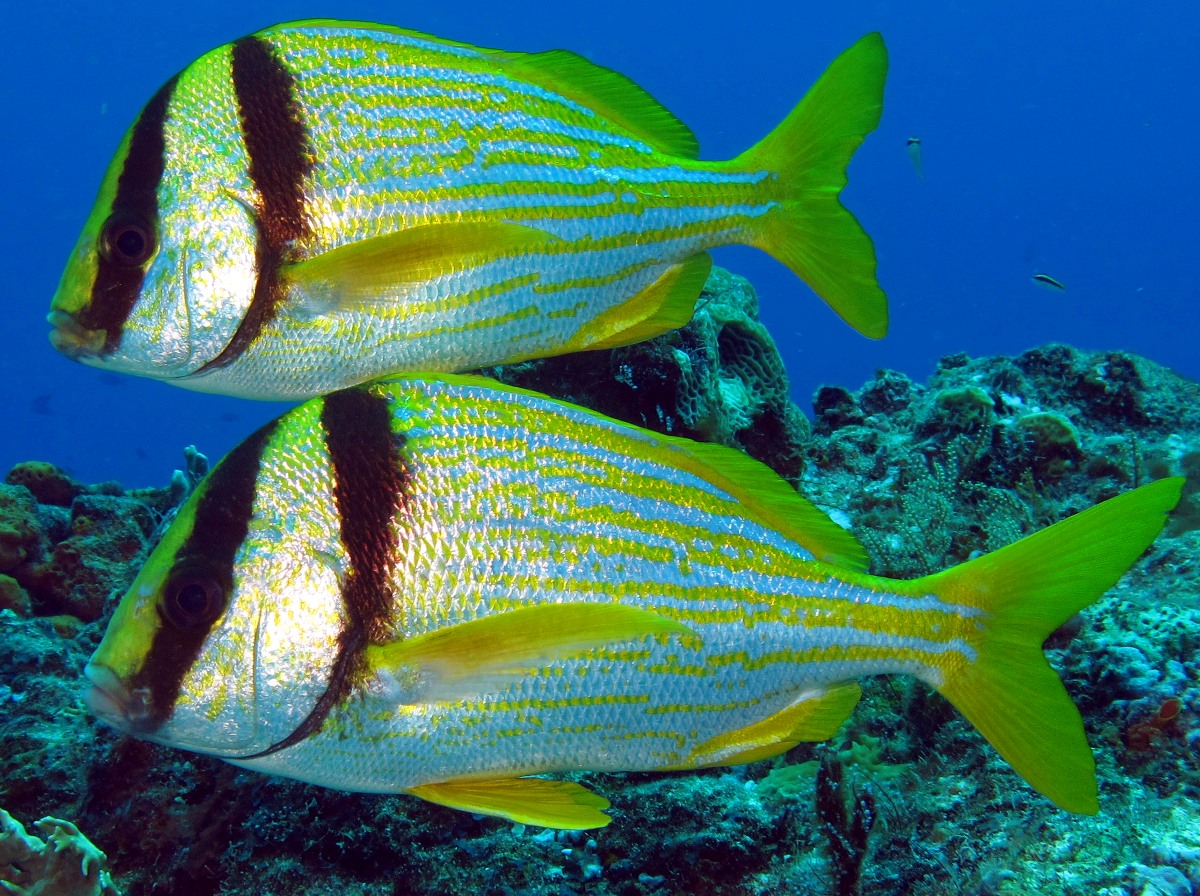 Porkfish Anisotremus virginicus Cozumel, Mexico Photo 5