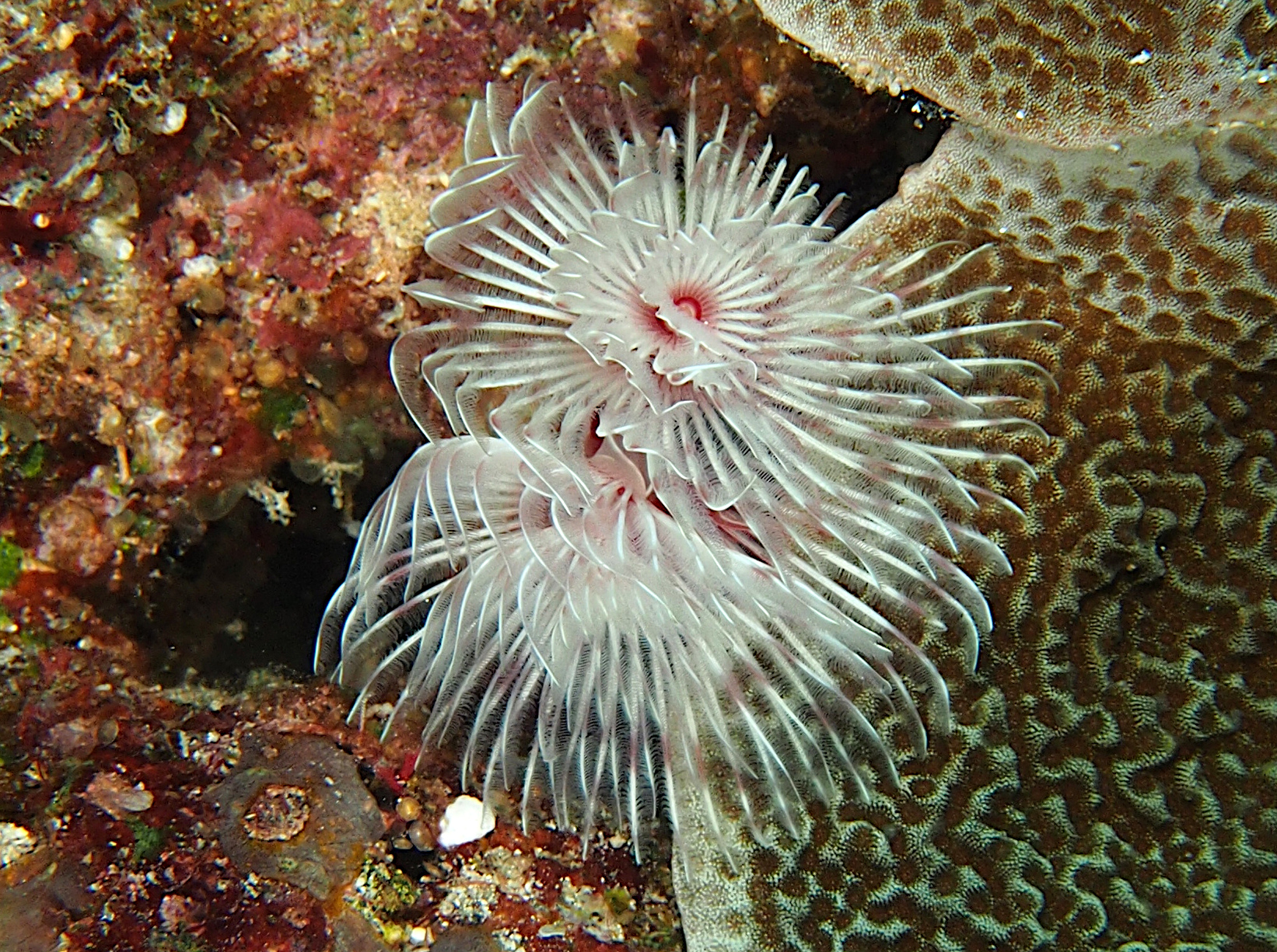 Magnificent Tube Worm Protula bispiralis Tube Worms Tropical Reefs