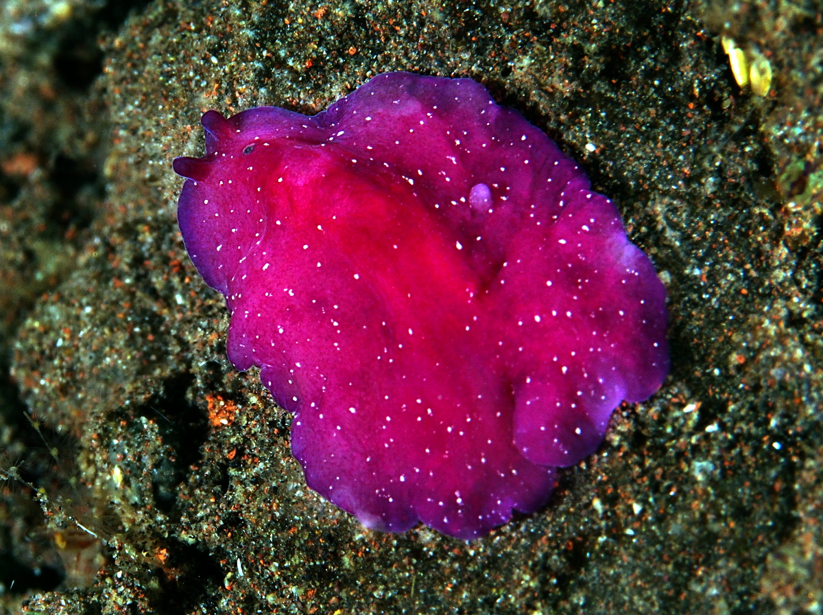 Red Dwarf Flatworm Pseudoceros rubronanus Flatworms Tropical