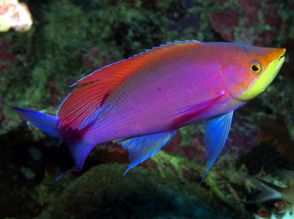 Purple Anthias Pseudanthias tuka Anthias Tropical Reefs