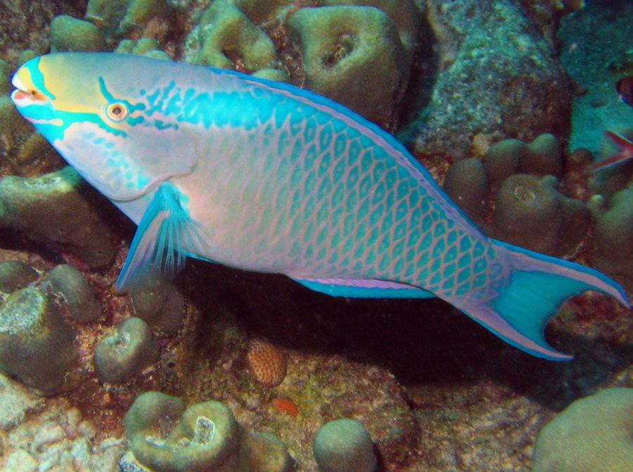 Scarus vetula (Queen parrotfish)
