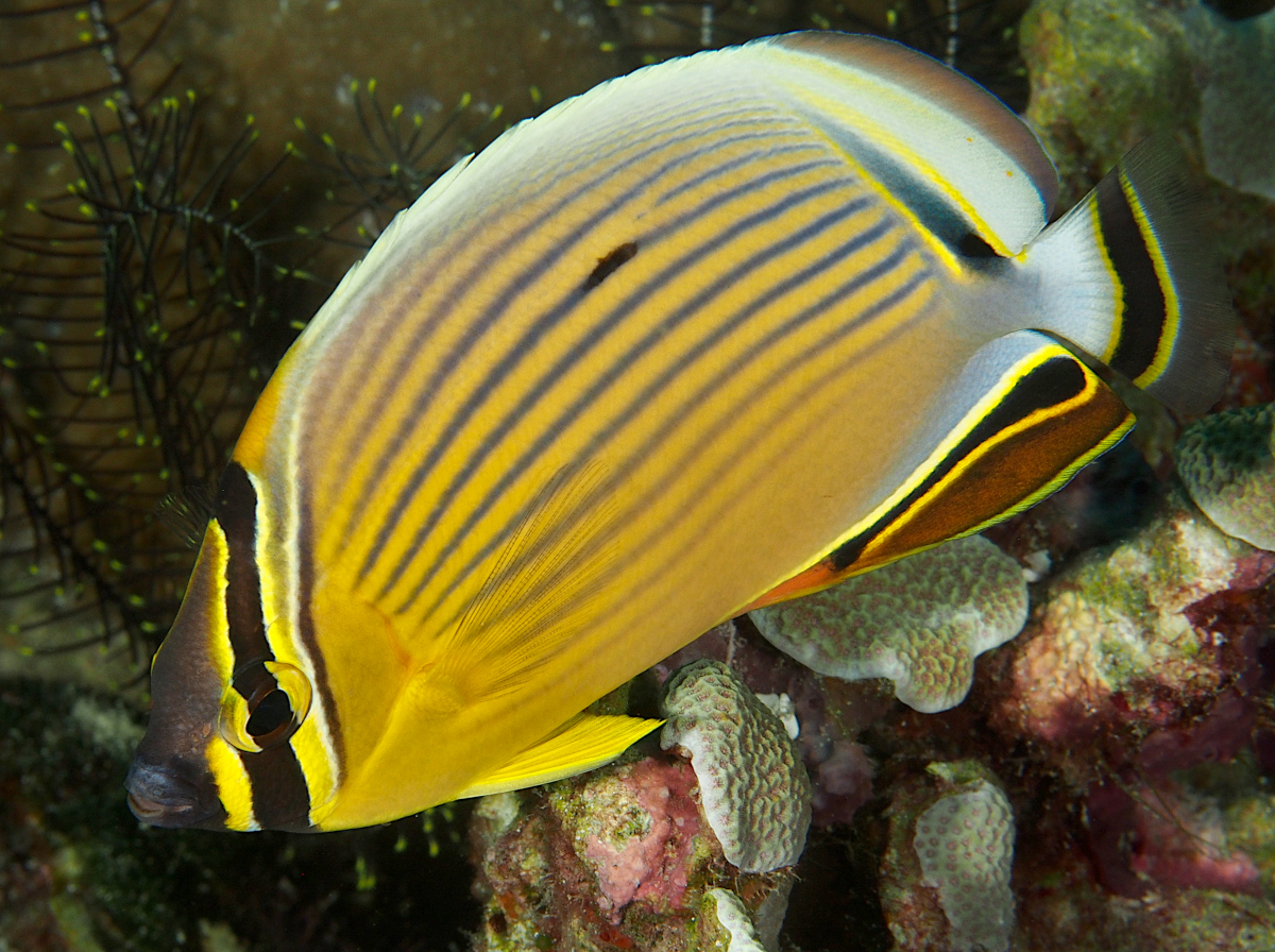 Redfin Butterflyfish Chaetodon lunulatus Wakatobi, Indonesia