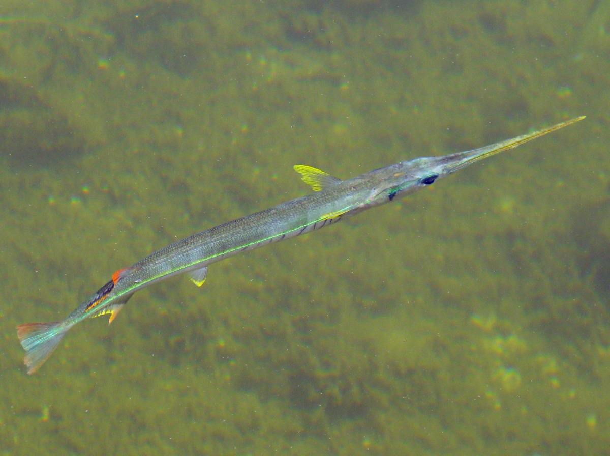 Redfin Needlefish Strongylura notata Key Largo, Florida Photo 1