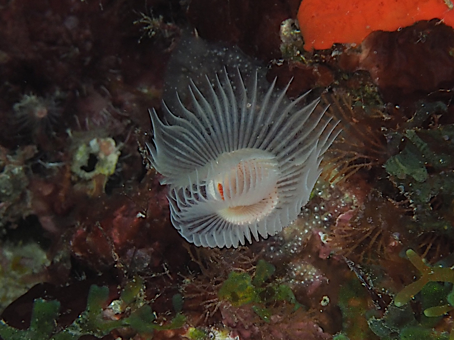 RedSpotted Horseshoe Worm Protula sp. Palm Beach, Florida Photo