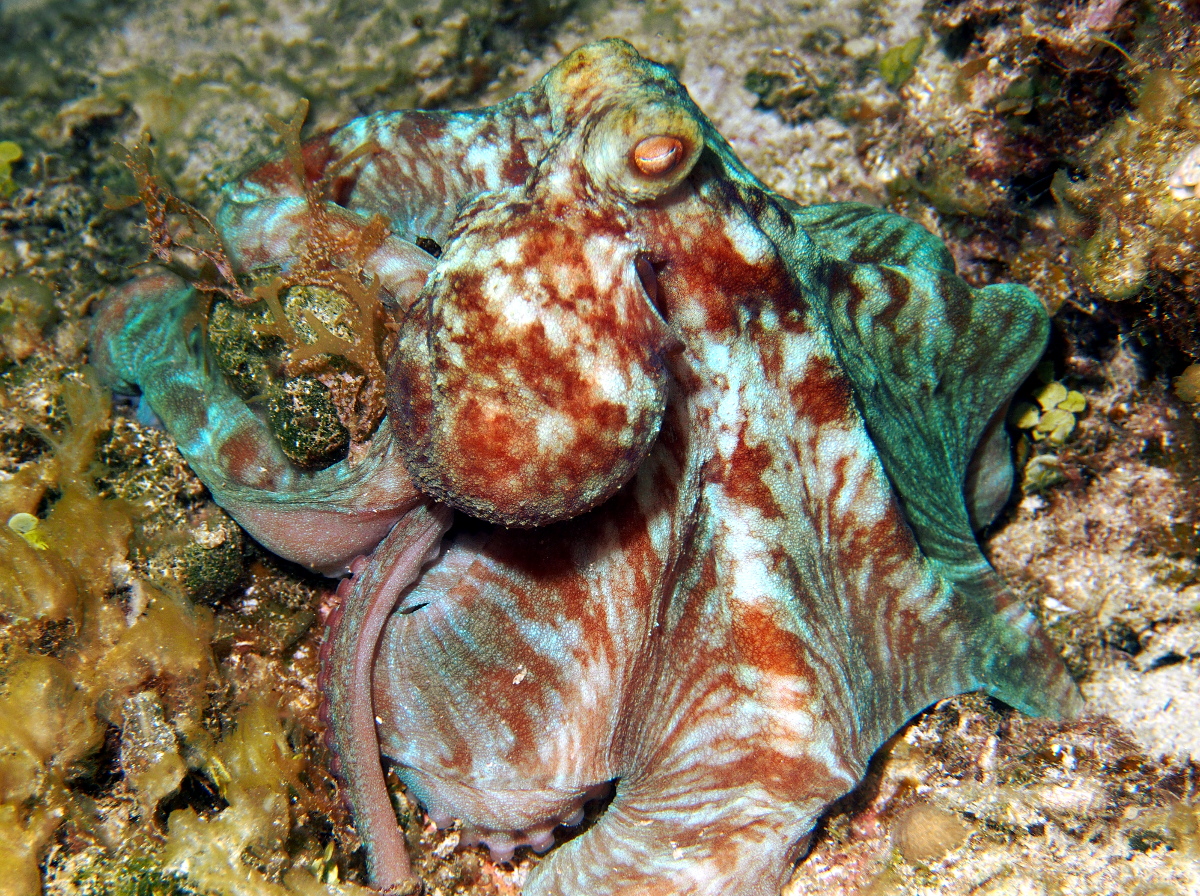 Caribbean Reef Octopus Octopus briareus Eleuthera, Bahamas Photo 8 Tropical Reefs