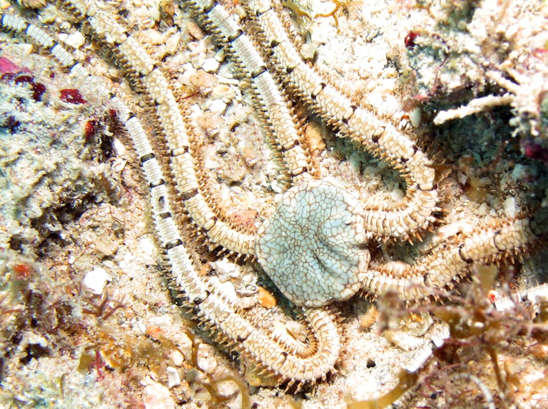 Reticulated Brittle Star Ophiothrix reticulata Aruba Photo 2