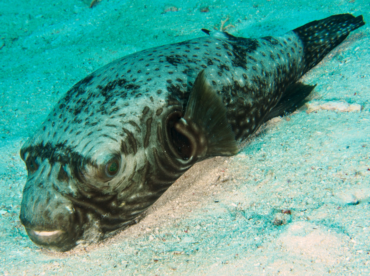 Reticulated puffer Arothron reticularis Wakatobi, Indonesia Photo