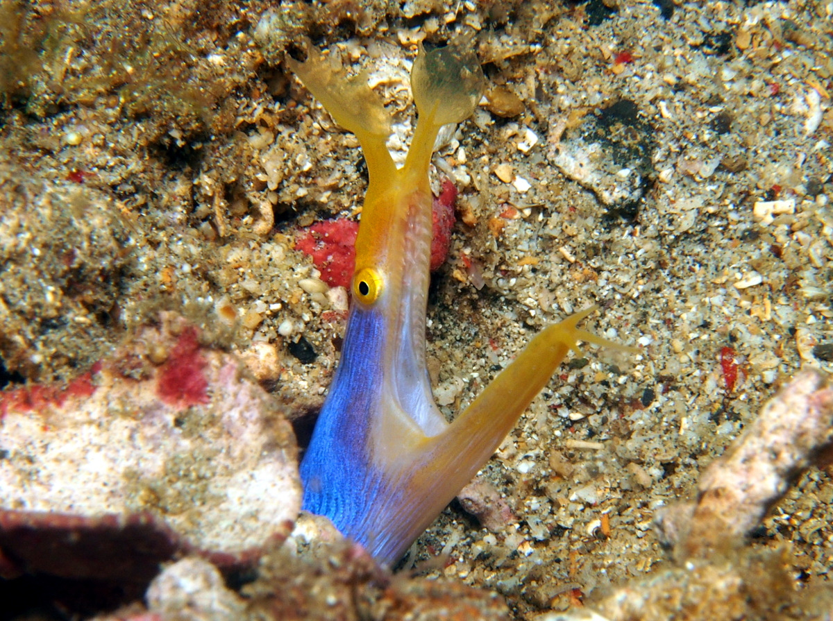 Ribbon Moray Eel Male Rhinomuraena quaesita Lembeh Strait, Indonesia Photo 4 Tropical