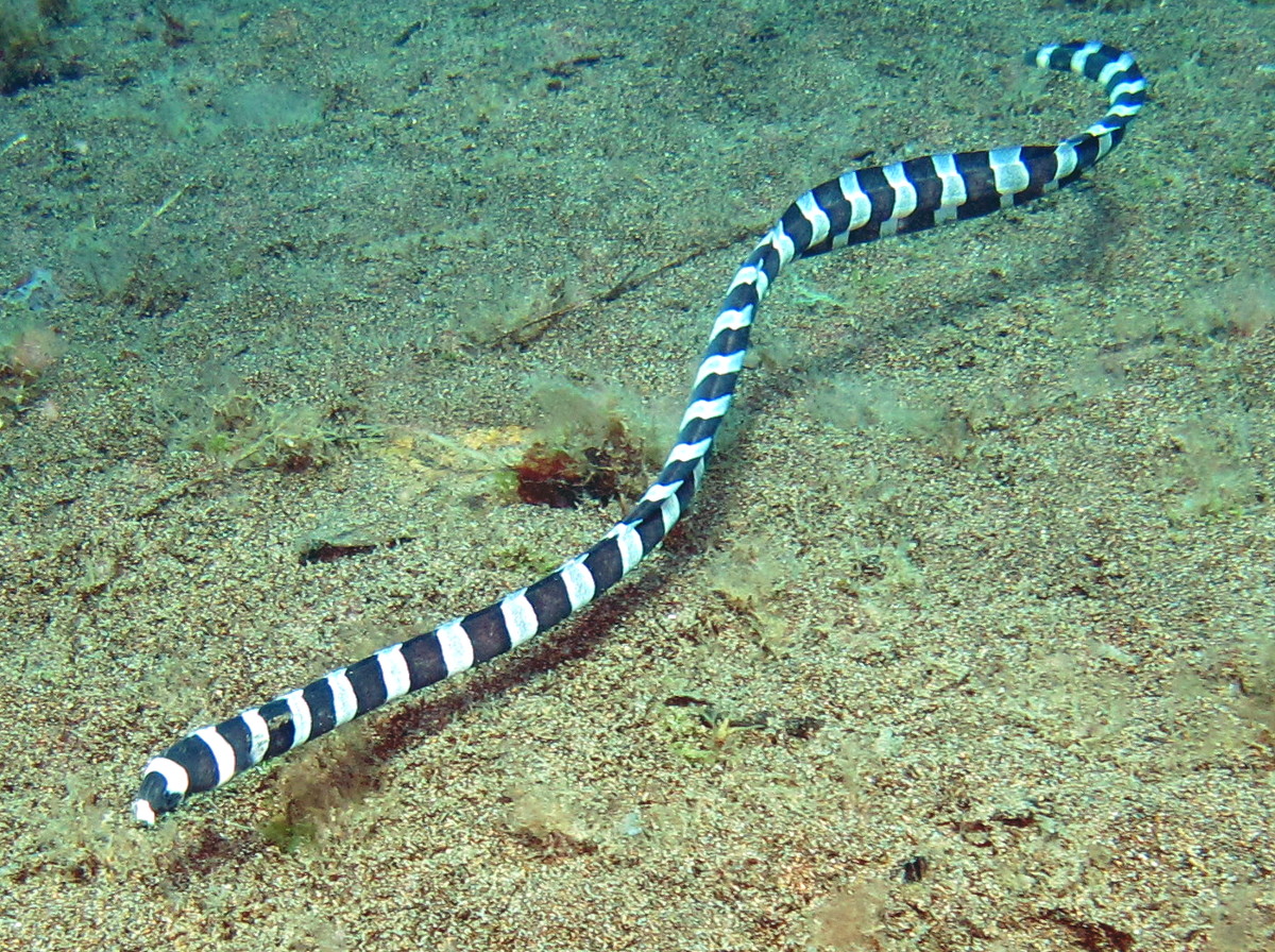 Saddled Snake Eel Leiuranus semicinctus Dumaguete, Philippines