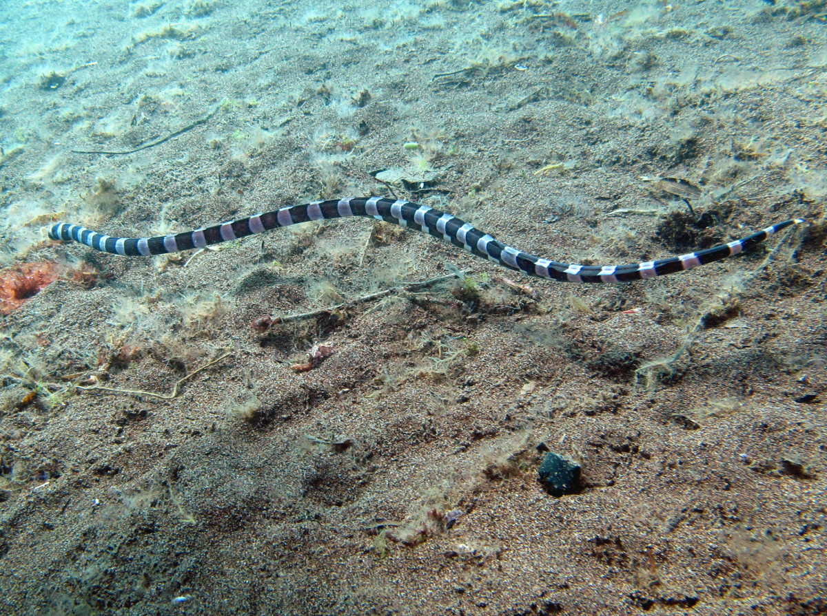 Saddled Snake Eel Leiuranus semicinctus Dumaguete, Philippines
