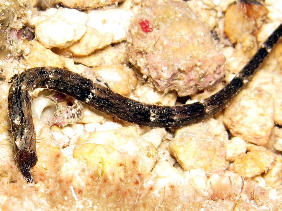 Shortfin Pipefish Cosmocampus elucens Cozumel, Mexico Photo 2