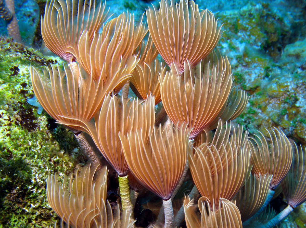 Social Feather Duster Bispira brunnea Nassau, Bahamas Photo 2
