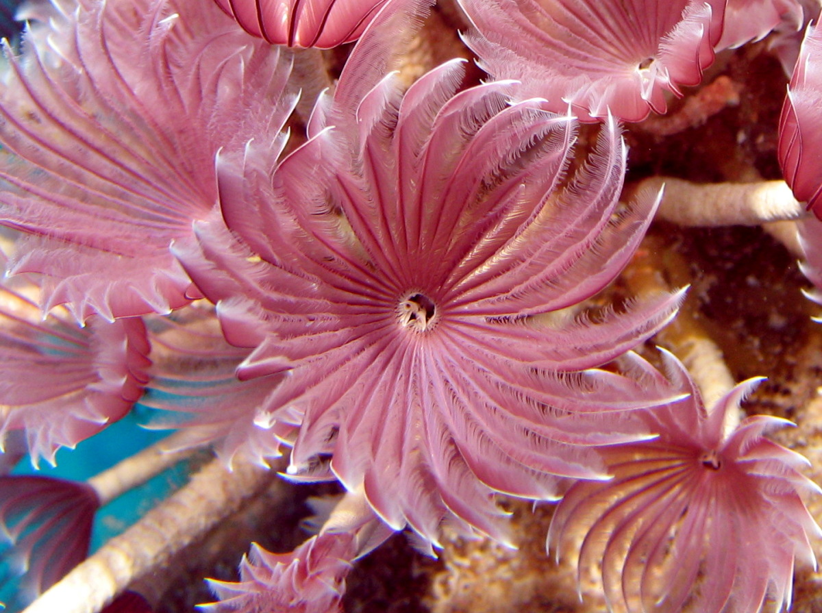 Social Feather Duster Bispira brunnea Nassau, Bahamas Photo 3