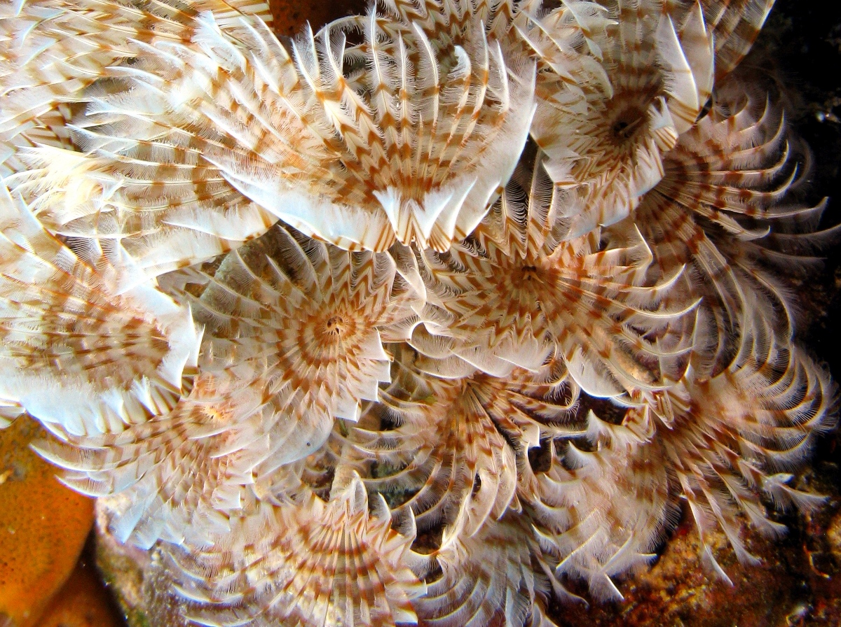 Social Feather Duster Bispira brunnea Belize Photo 5 Caribbean