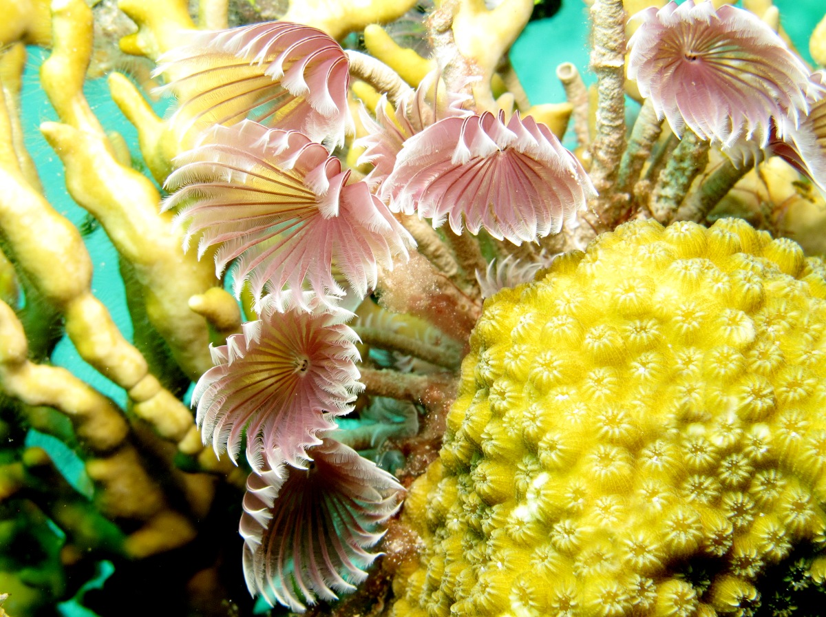 Social Feather Duster Bispira brunnea Nassau, Bahamas Photo 6