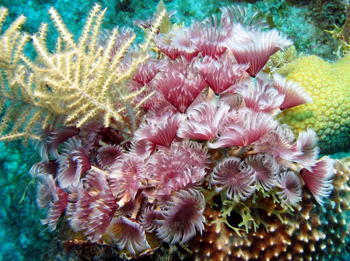 Social Feather Duster Bispira brunnea Grand Cayman Photo 7