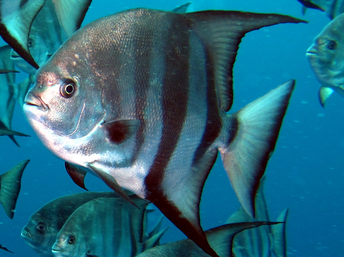 Atlantic Spadefish Chaetodipterus faber Nassau, Bahamas Photo 1