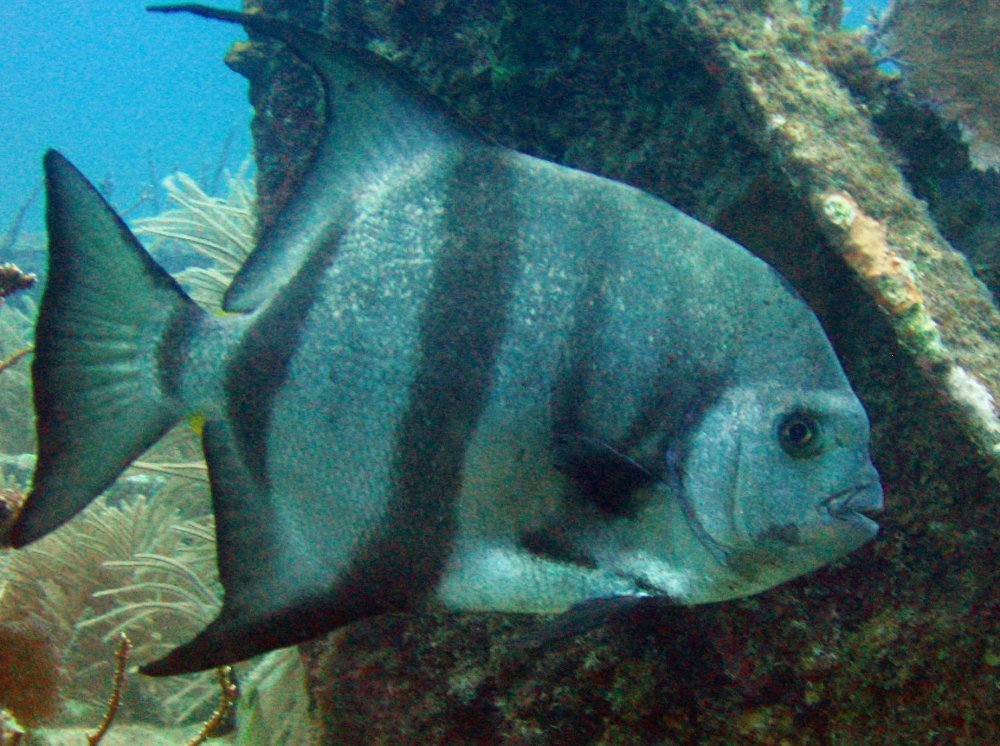 Atlantic Spadefish Chaetodipterus faber Key Largo, Florida Photo