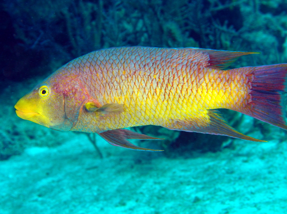 Spanish Hogfish Bodianus rufus The Exumas, Bahamas Photo 8