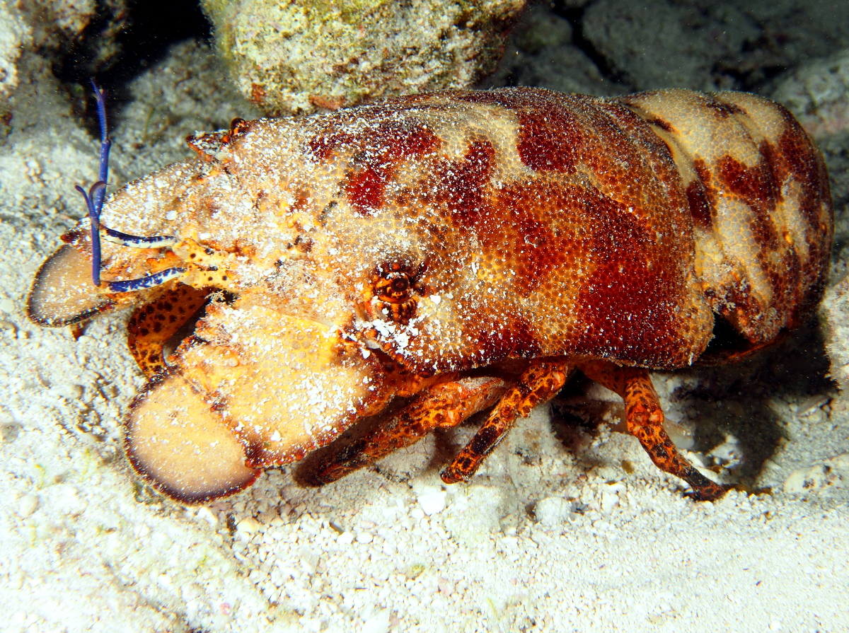 Spanish Lobster Scyllarides aequinoctialis The Exumas, Bahamas