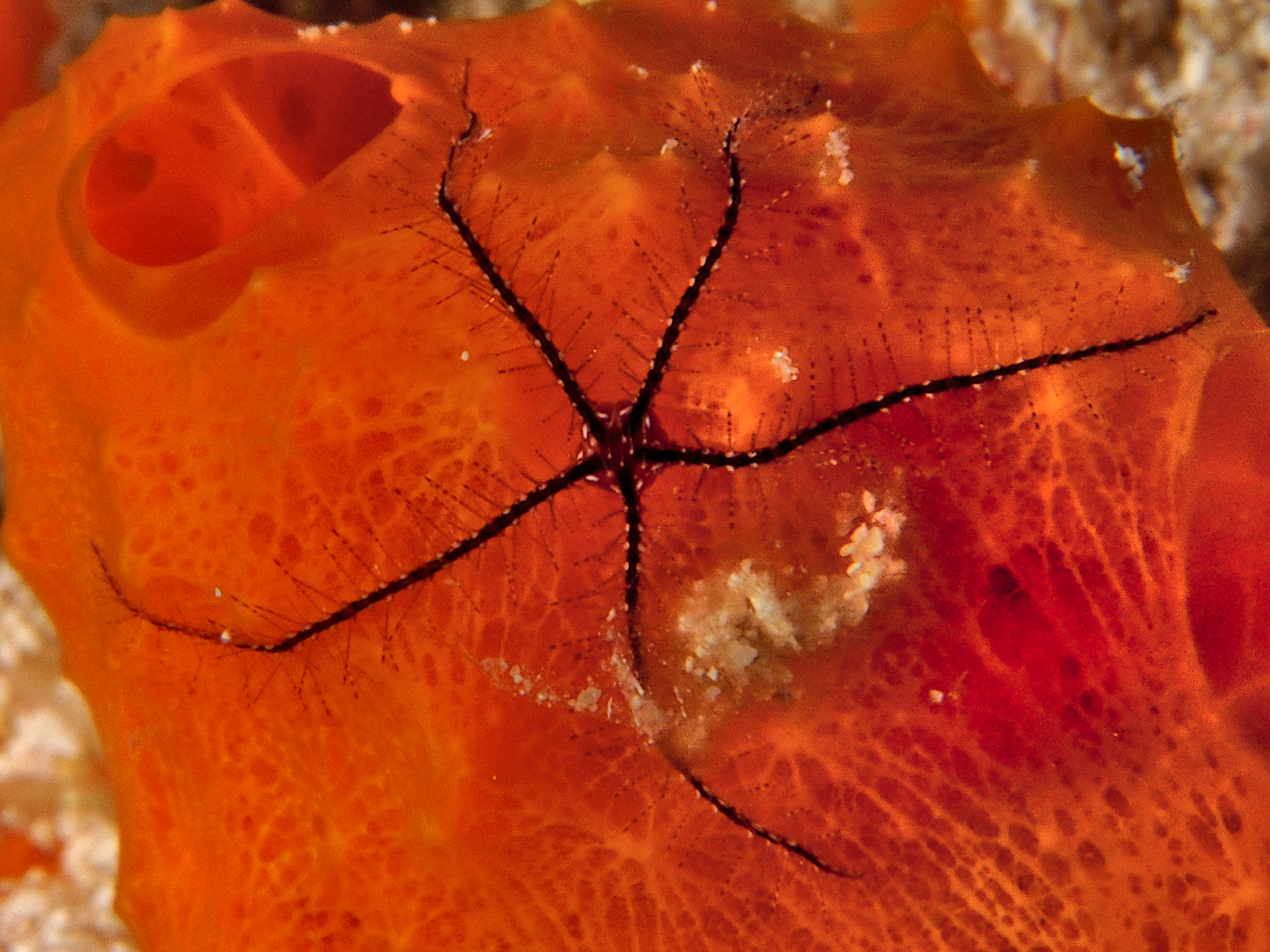 Sponge Brittle Star Ophiothrix suensoni Cozumel, Mexico Photo 11