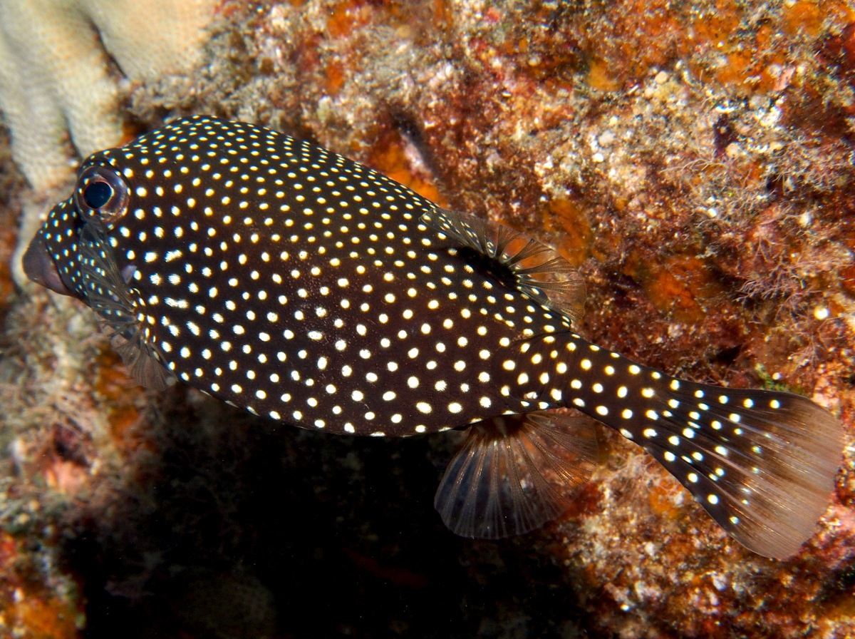 Spotted Boxfish Female Ostracion meleagris Big Island, Hawaii