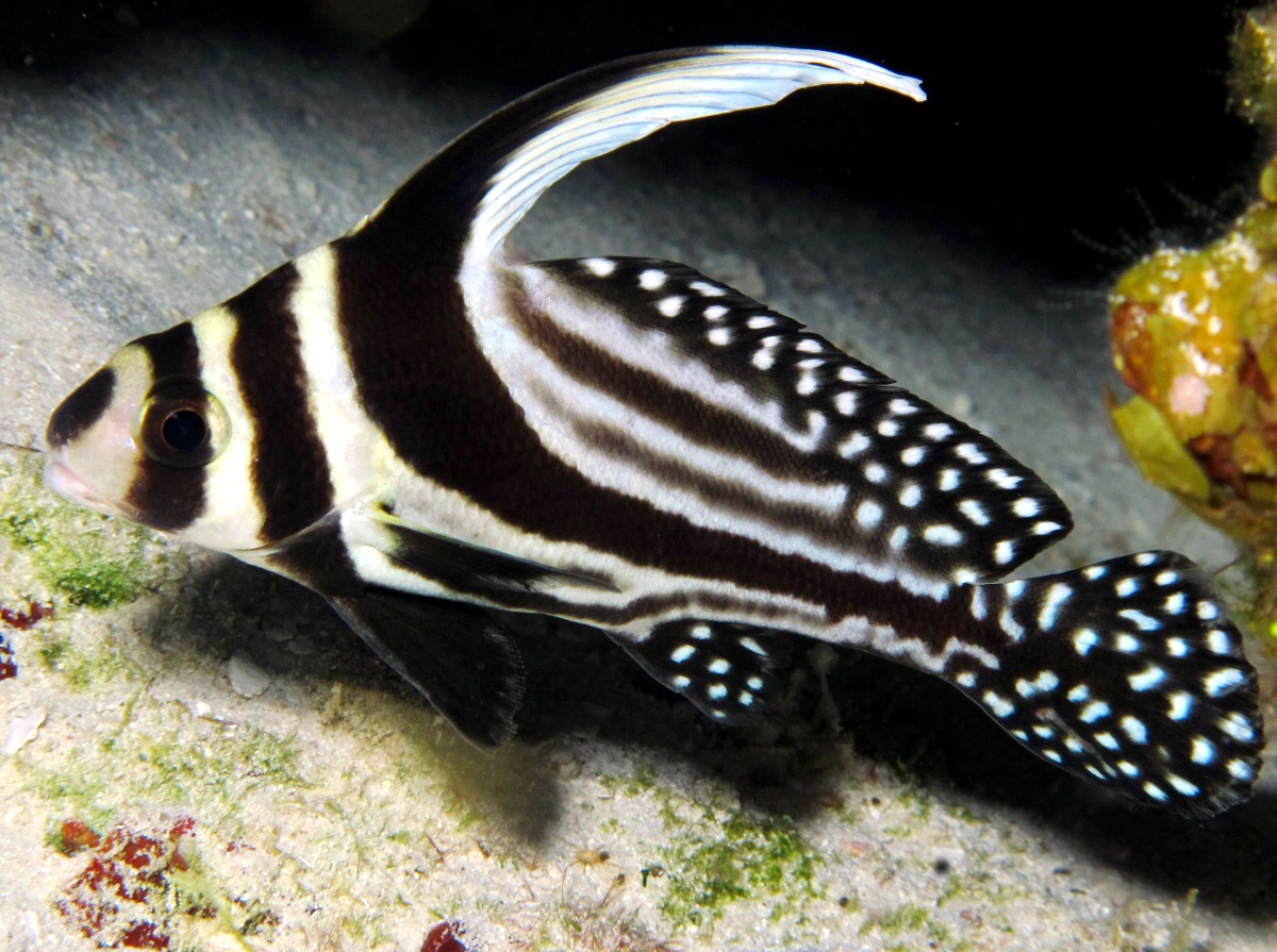 Spotted Drum Equetus punctatus Cozumel, Mexico Photo 10