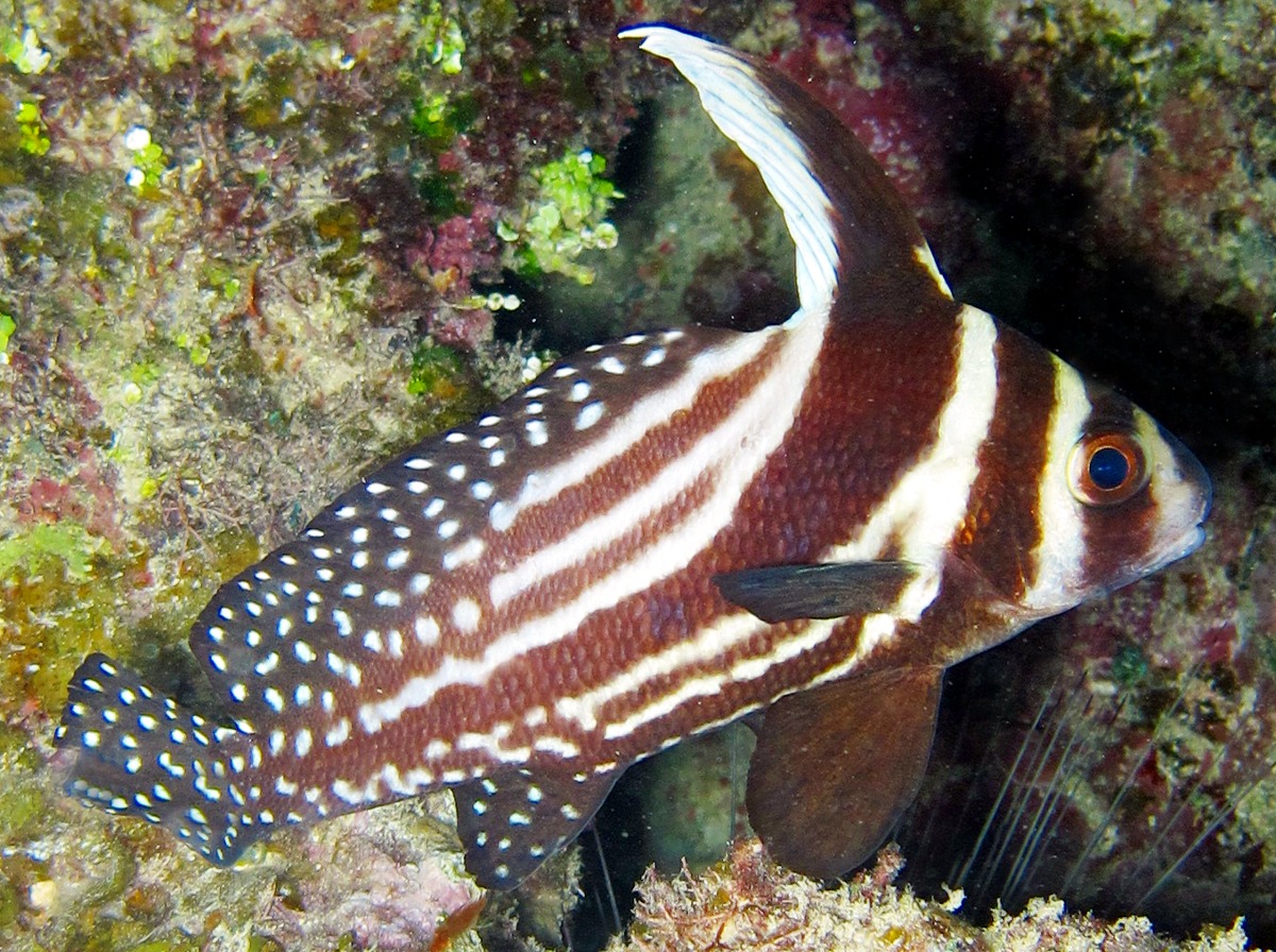 Spotted Drum Equetus punctatus Cozumel, Mexico Photo 11