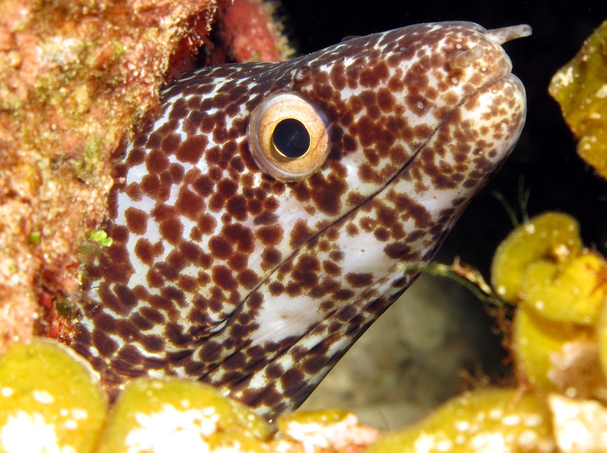 Spotted Moray Eel Gymnothorax moringa Nassau, Bahamas Photo 12 Tropical Reefs