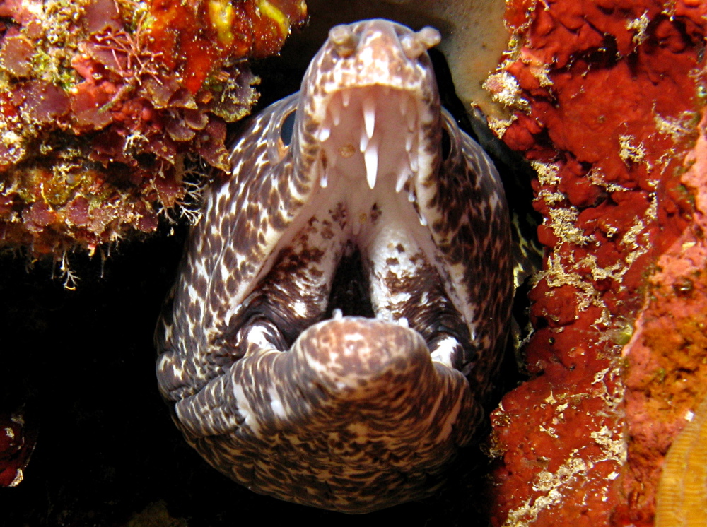 Spotted Moray Eel Gymnothorax moringa Belize Photo 3 Caribbean Reefs